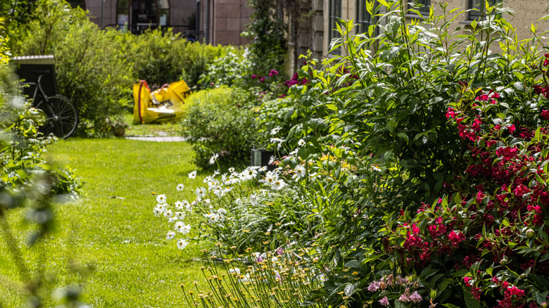 Various plants, including weigela, outside house