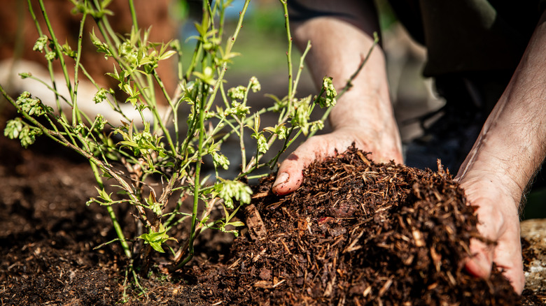 Man spreading tree bark mulch around a plant