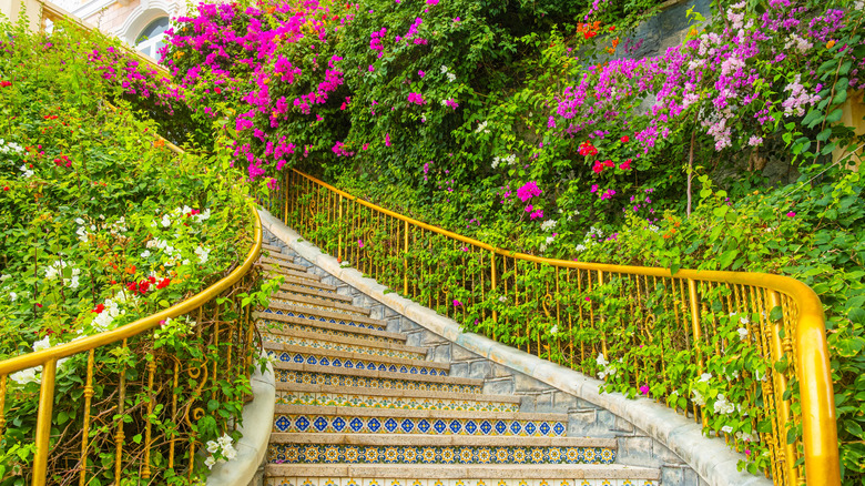 bougainvillea growing outdoors near a staircase