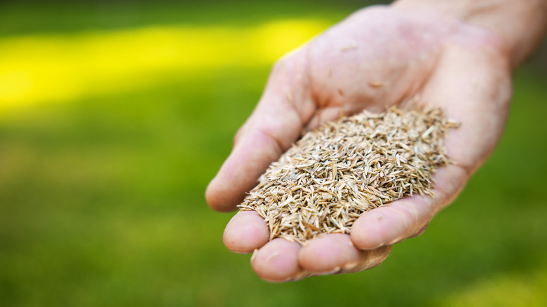 Hand holding grass seed over green lawn