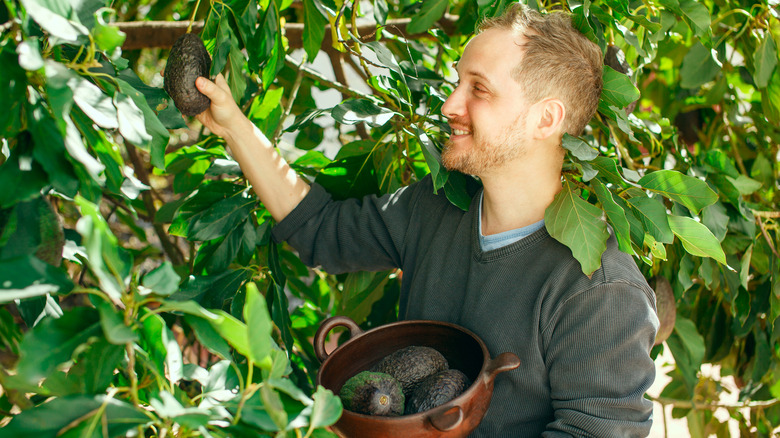 Man grabbing avocados from his garden