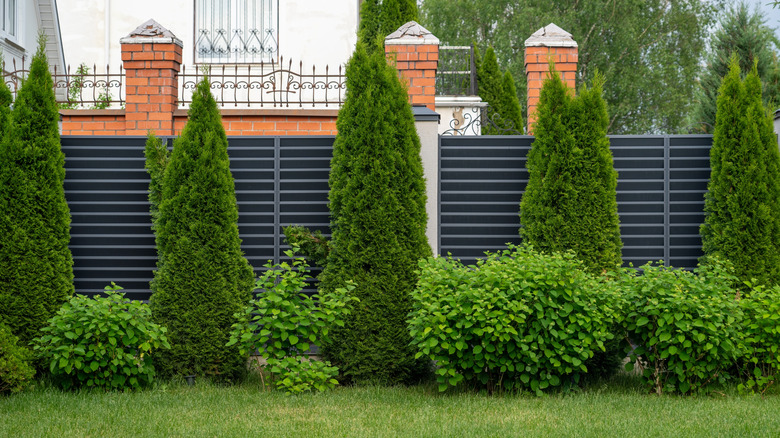 A row of hedges and trees along a dark gray fence for privacy