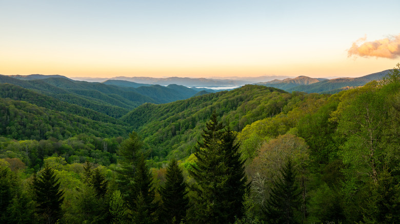 Sunset over a forest in the Great Smoky Mountains