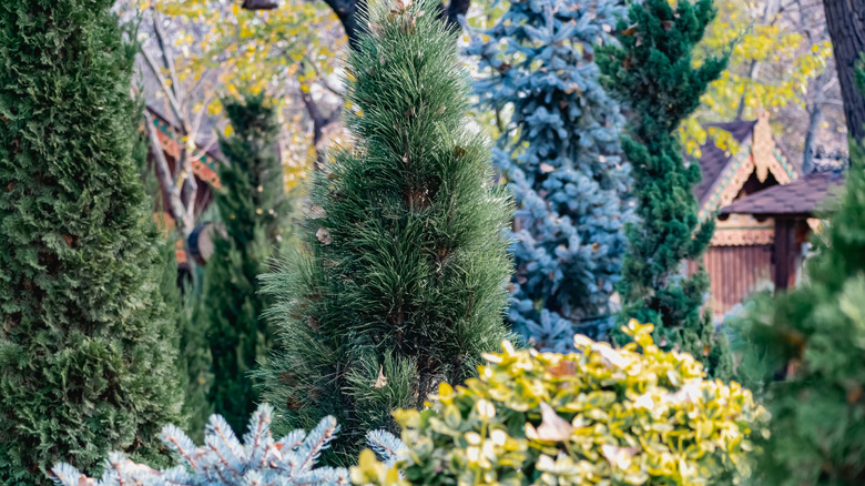 a grouping of various evergreens with a home in the background