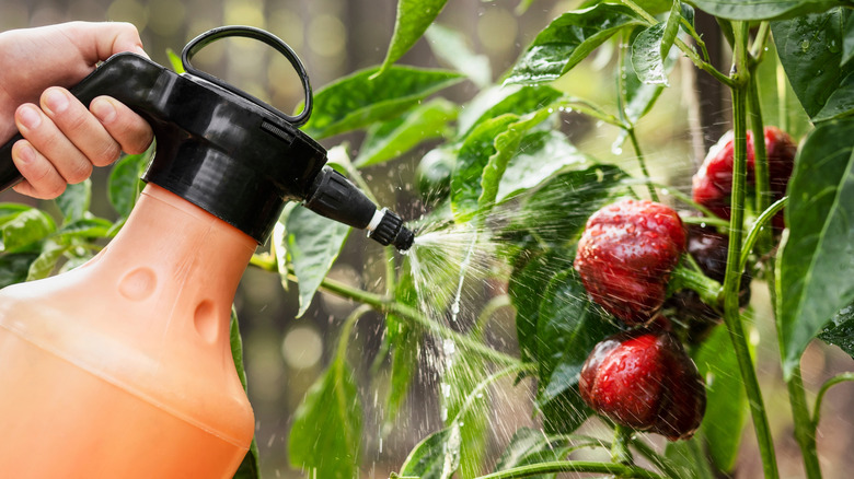 spraying vegetables with pesticide